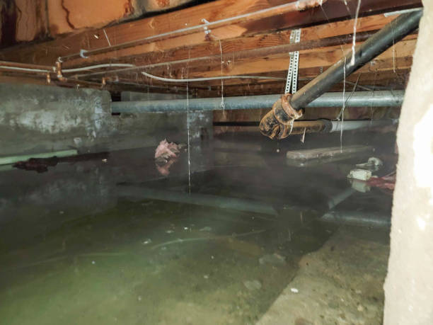 Best Flood restoration services  in Sheridan, AR
