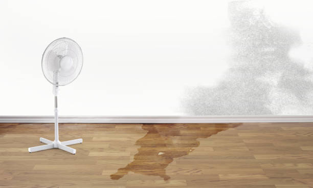 Best Professional water damage repair  in Sheridan, AR